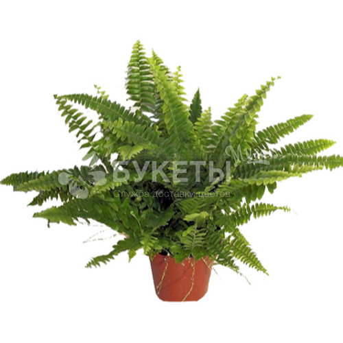 Нефролепис Бостон