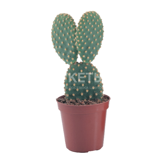 Опунция микс