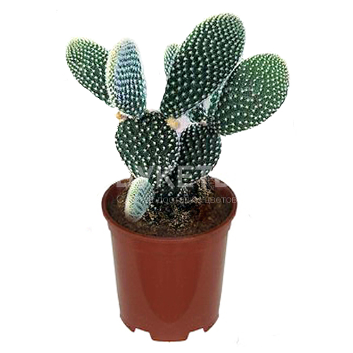 Опунция микс