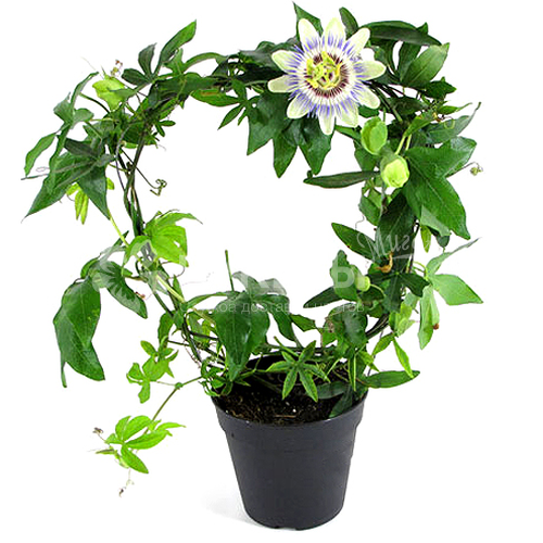 Пассифлора Карулеа