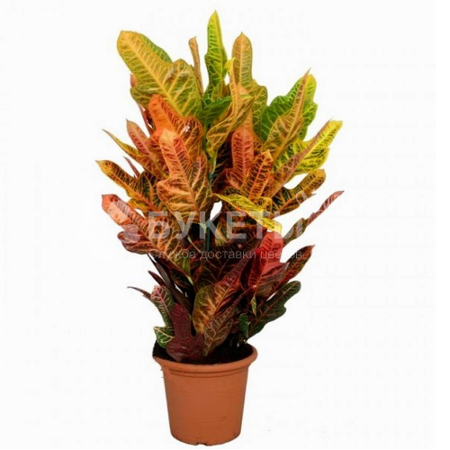 Кодиеум Экселент