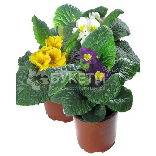 Примула Акаулис Микс