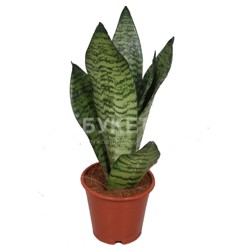 Сансевиерия Зейланика