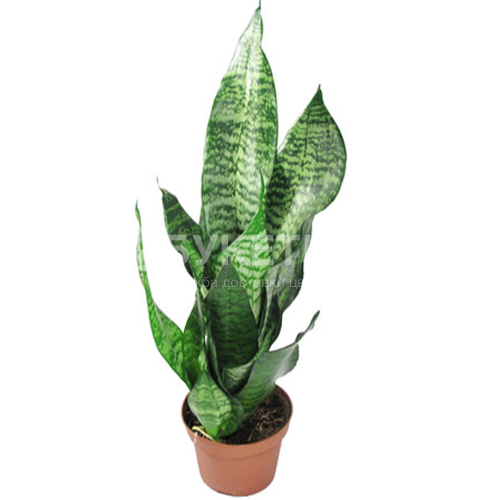 Сансевиерия Зейланика