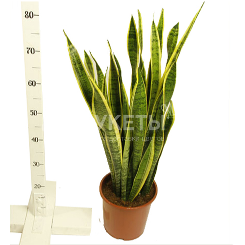 Сансевиерия Лауренти
