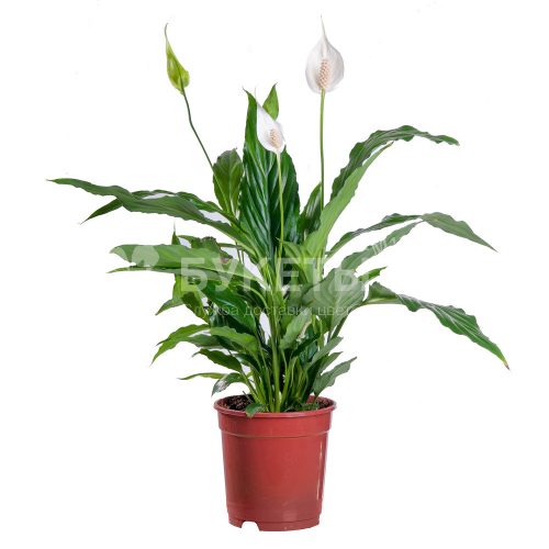 Спатифиллум Свит Романо