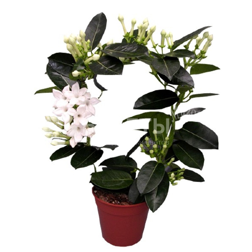 Стефанотис Флорибунда