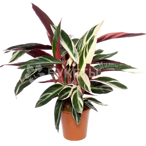 Строманта Триостар