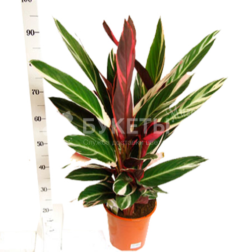 Строманта Триостар