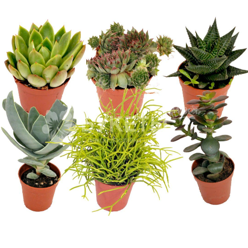 Суккулент Микс