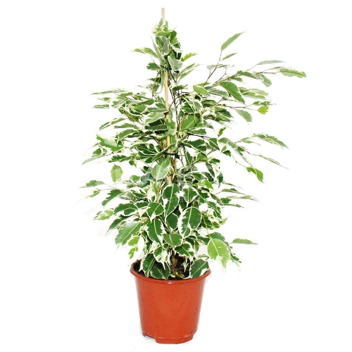 Фикус Бенджамина Кинки