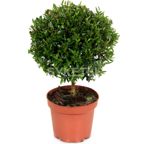 Мирт Коммунис штамбовый