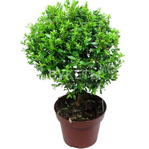 Мирт Коммунис штамбовый