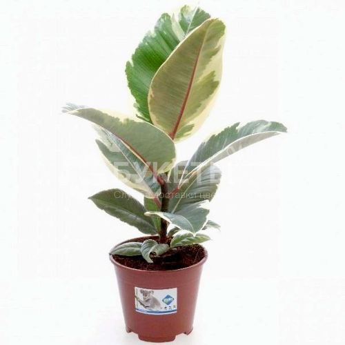 Фикус Эластика Тинеке