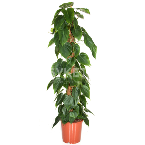 Филодендрон Сканденс