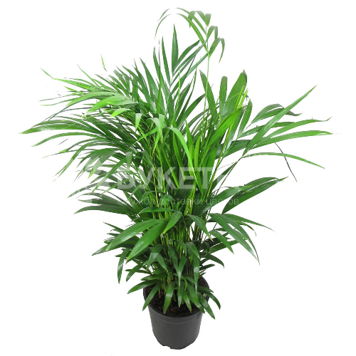 Хамедорея Элеганс