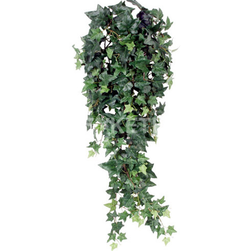 Хедера Хеликс Бонд (плющ)