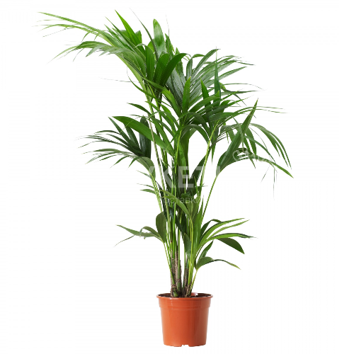 Ховея Форстериана