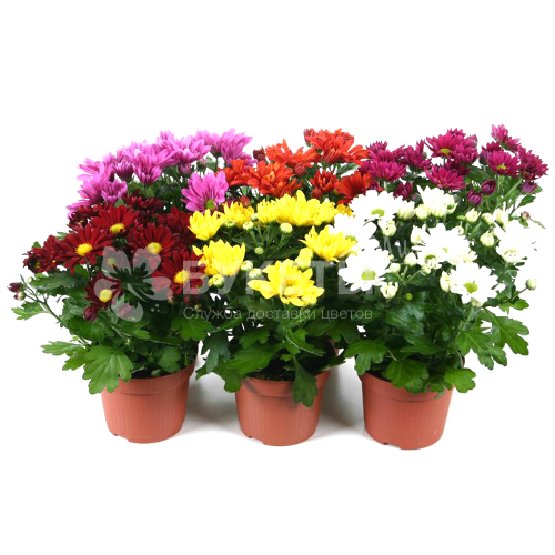 Хризантема Микс