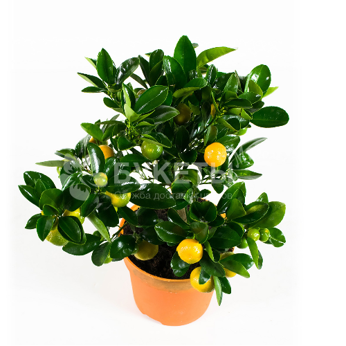 Цитрофортунелла Каламондин