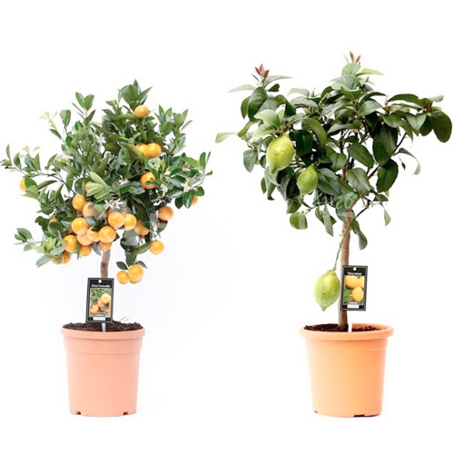 Цитрофортунелла на штамбе микс