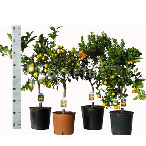 Цитрофортунелла на штамбе микс