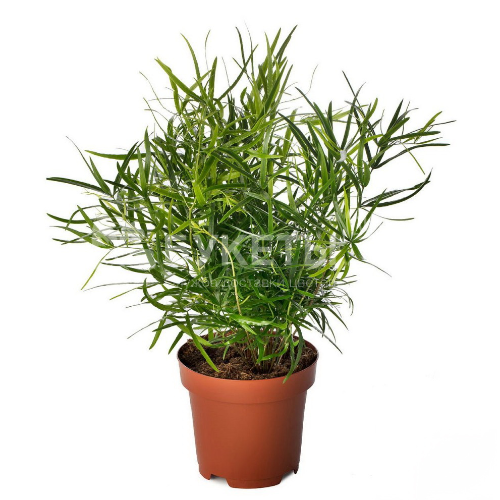 Аспарагус фалкатус