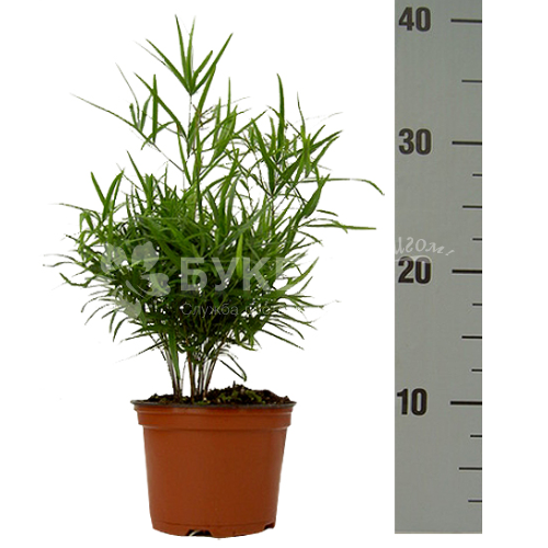 Аспарагус фалкатус