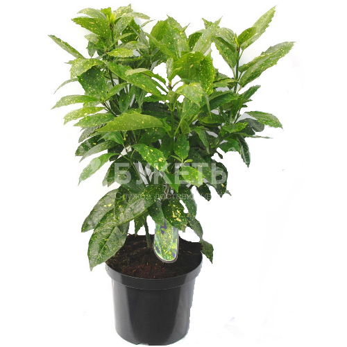 Аукуба японика вариегата