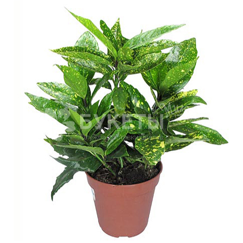 Аукуба японика вариегата