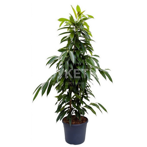 Фикус Биннедика Амстел Кинг