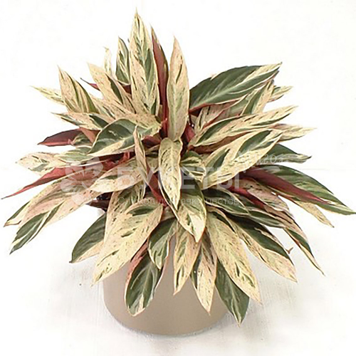 Строманта Мультиколор