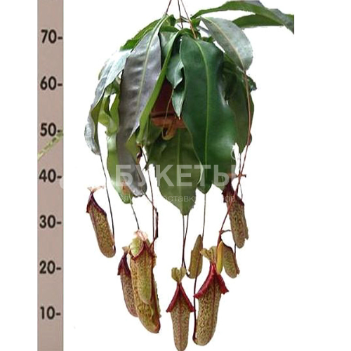 Непентес Миранда