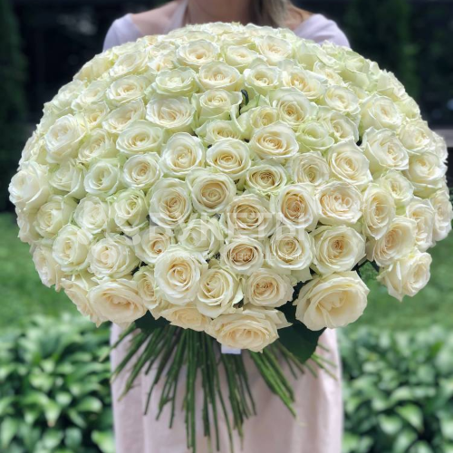 Букет из 201 белой розы