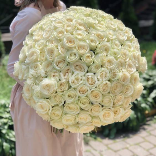 Букет из 201 белой розы