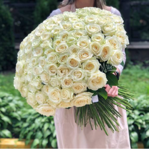Букет из 201 белой розы