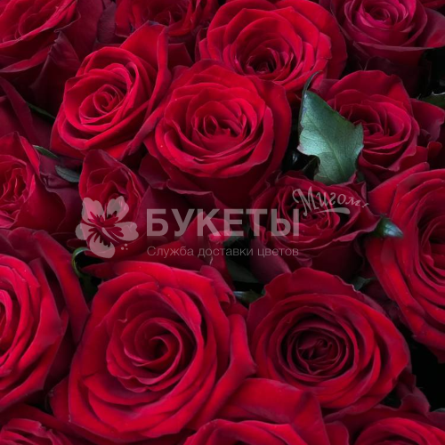 Букет из 101 красной розы "Бордо"