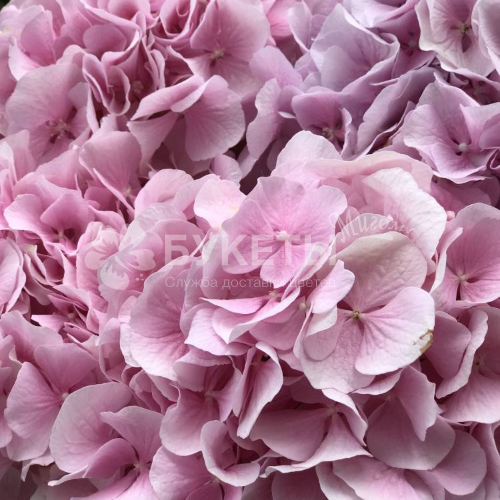 9 розовых гортензий в шляпной коробке №20