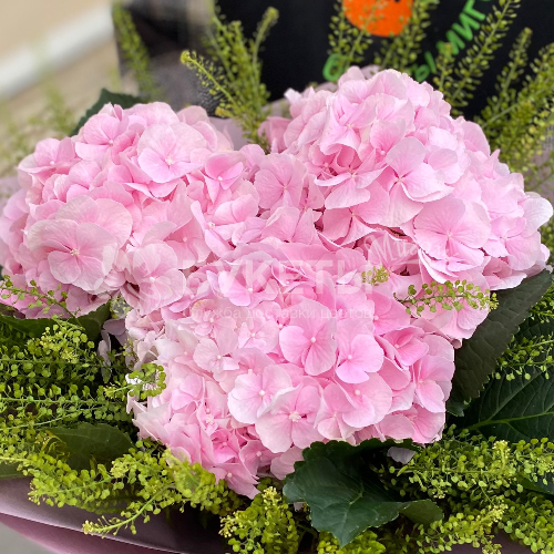 Букет из 3 розовых гортензий