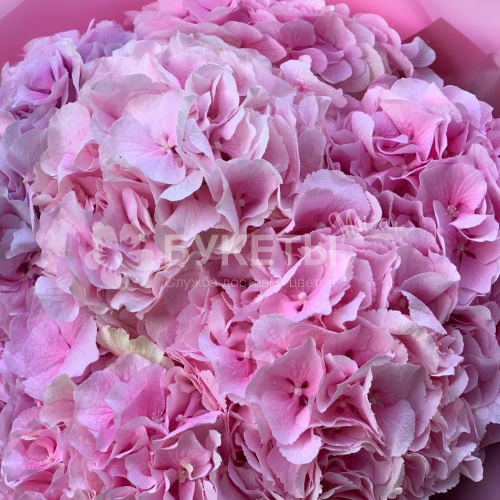 Букет из 5 розовых гортензий