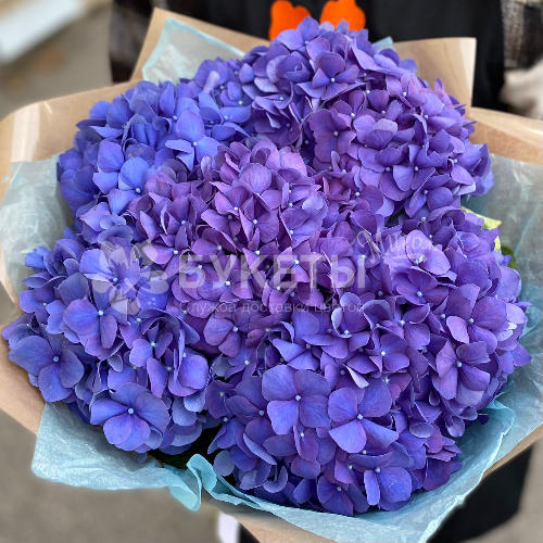 Букет из 7 синих гортензий