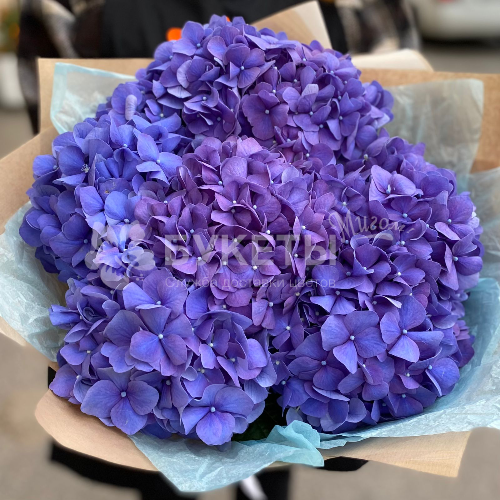 Букет из 7 синих гортензий
