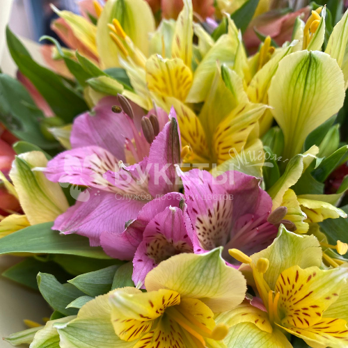 Букет из 25 альстромерий