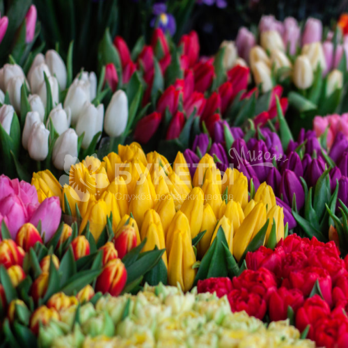 Тюльпаны в ассортименте