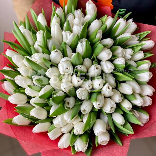 Букет из 101 белого тюльпана