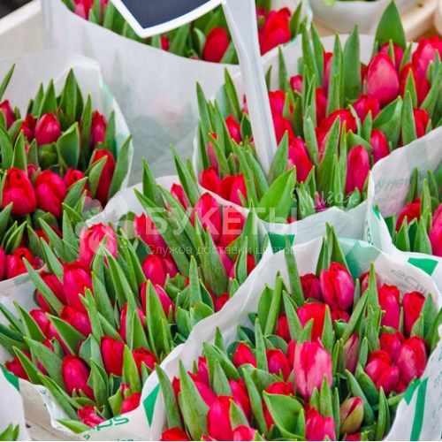 Красные тюльпаны ОПТОМ