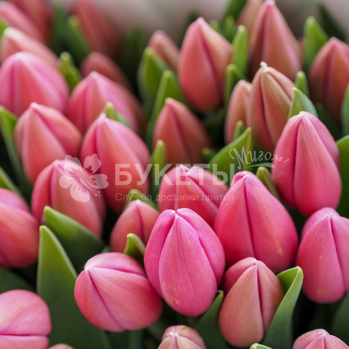 Розовые тюльпаны ОПТОМ