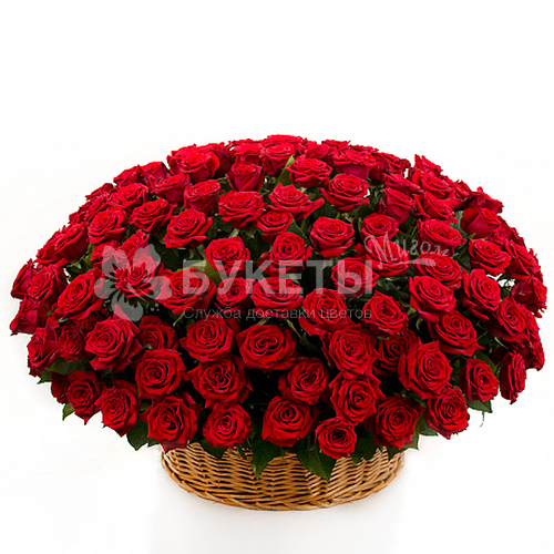 Корзина из 201 красной розы