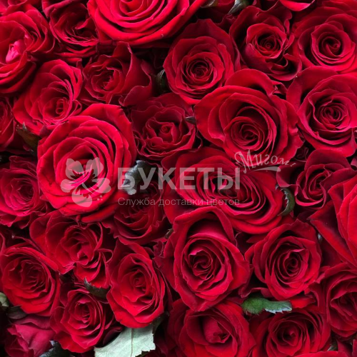 Букет из 301 красной розы