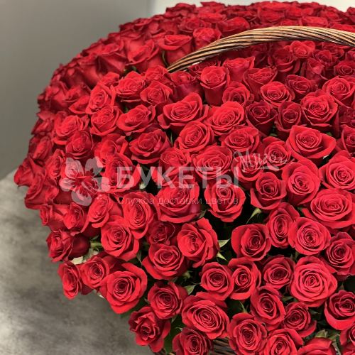 Корзина из 301 красной розы